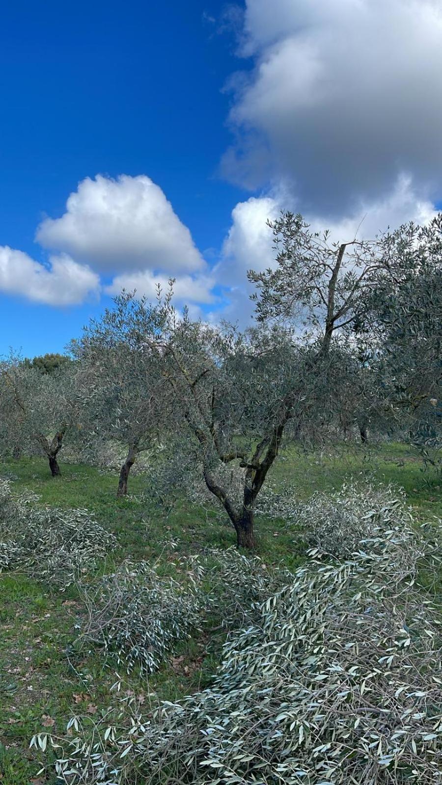 Agriturismo Podere Campalto カンピーリア・マリッティマ エクステリア 写真