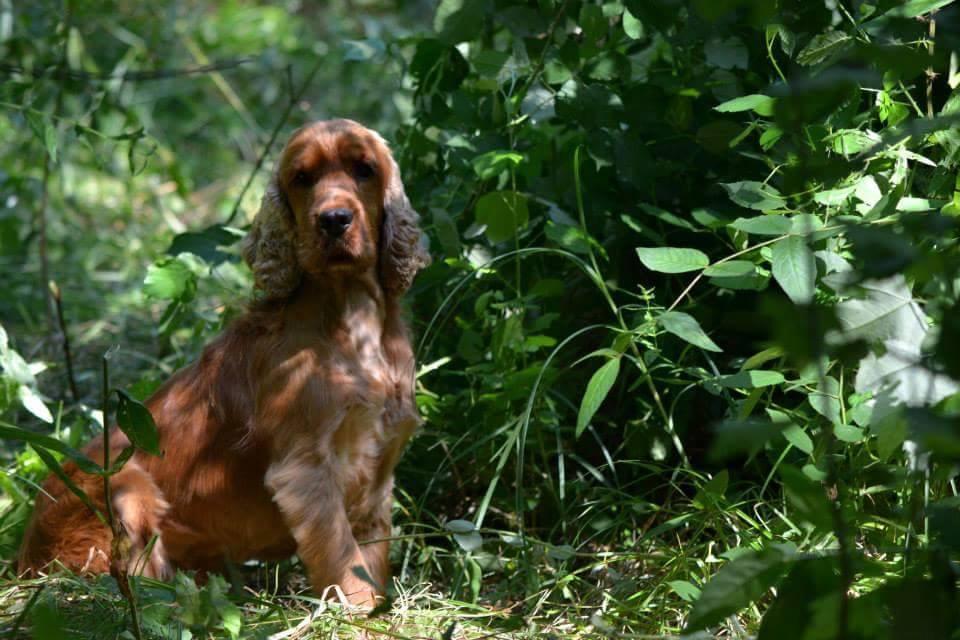 Agriturismo Podere Campalto カンピーリア・マリッティマ エクステリア 写真
